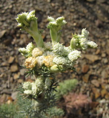 Seseli gummiferum