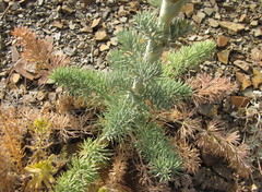 Seseli gummiferum