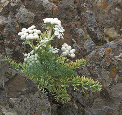 Seseli gummiferum