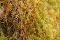 Selaginella oregana