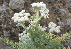 Seseli gummiferum