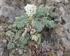 Seseli gummiferum