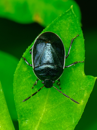 White-margined Burrowing Bug photo 4