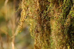 Selaginella oregana