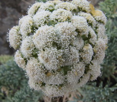 Seseli gummiferum