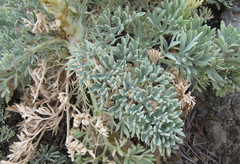 Seseli gummiferum