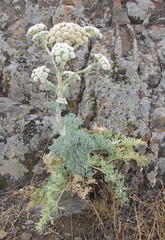 Seseli gummiferum