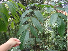 (c) Lisa Bennett, some rights reserved (CC BY) Leea nova-guineensis, photograph (c) Lisa Bennett, some rights reserved (CC BY)