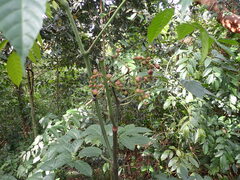 (c) Lisa Bennett, some rights reserved (CC BY) Leea nova-guineensis, photograph (c) Lisa Bennett, some rights reserved (CC BY)