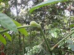 (c) Lisa Bennett, some rights reserved (CC BY) Leea nova-guineensis, photograph (c) Lisa Bennett, some rights reserved (CC BY)