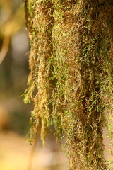 Selaginella oregana