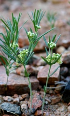 Vincetoxicum sibiricum