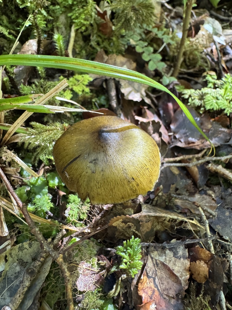 Hygrocybe astatogala · April 2026 · photo: © duaneg (iNaturalist, cc-by)