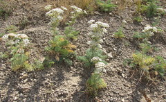 Seseli gummiferum