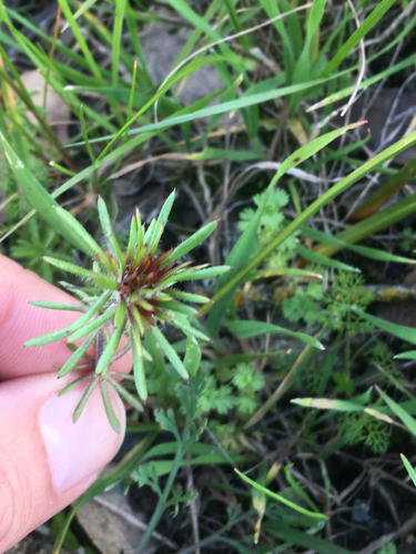 False Babystars foliage