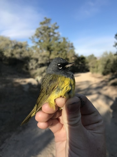 iNaturalist observation photo of MacGillivray's Warbler