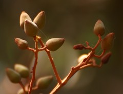 Cryptocarya wightiana