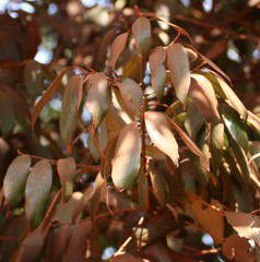 Cryptocarya wightiana