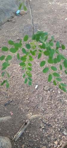 marula