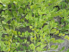 Capparis spinosa herbacea