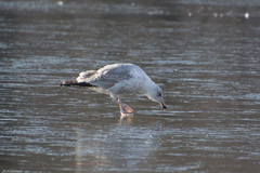Larus argentatus