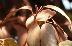 Cryptocarya wightiana
