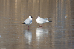 Chroicocephalus ridibundus