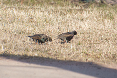 Sturnus vulgaris