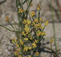 Ephedra distachya
