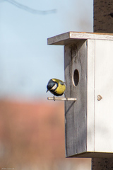 Parus major