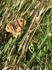 Argyrophenga antipodum