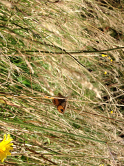 Argyrophenga antipodum