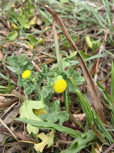 Grangea maderaspatana, photograph 2