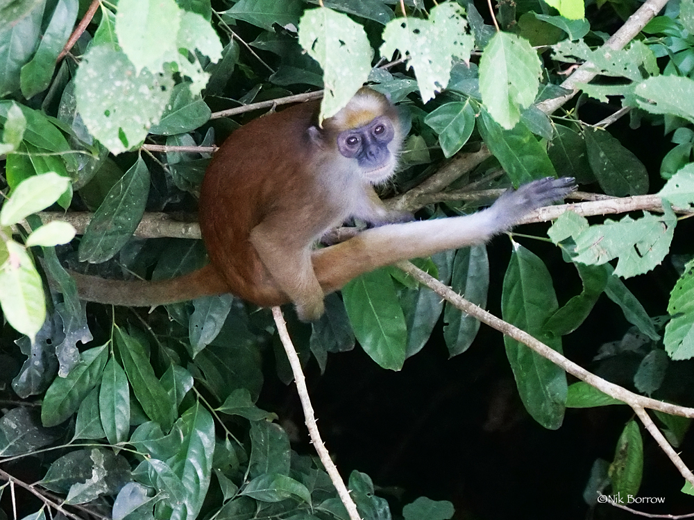 Olive Colobus