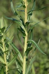 Euphorbia lucida