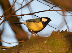 Parus major newtoni