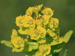 Euphorbia lucida