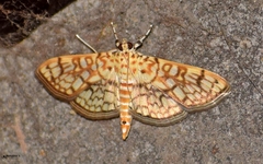 Haritalodes derogata