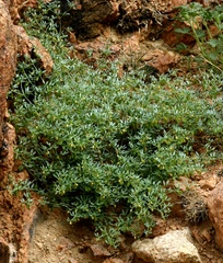 Zygophyllum pterocarpum