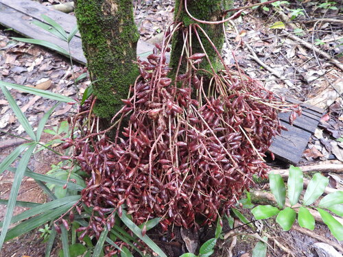 Baccaurea parviflora