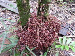 Baccaurea parviflora