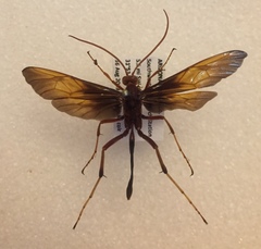 Thyreodon ornatipennis