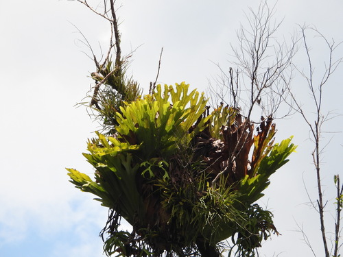 Platycerium coronarium