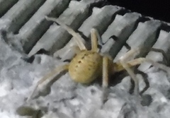 Curicaberis culiacan