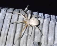 Curicaberis culiacan