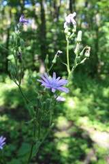 Cicerbita macrophylla uralensis