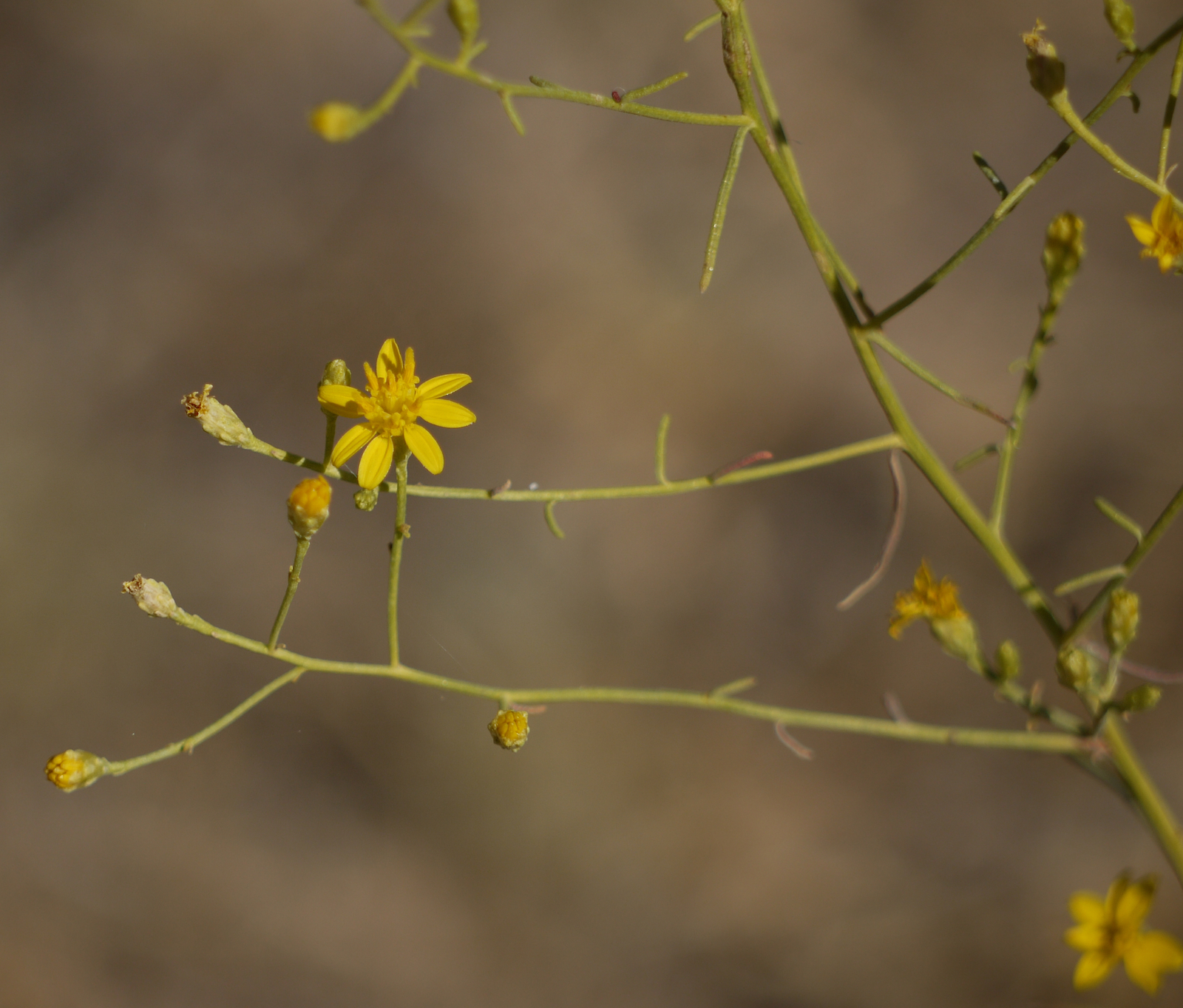 Gutierrezia californica