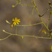 Gutierrezia californica - Photo (c) randomtruth, μερικά δικαιώματα διατηρούνται (CC BY-NC-SA)