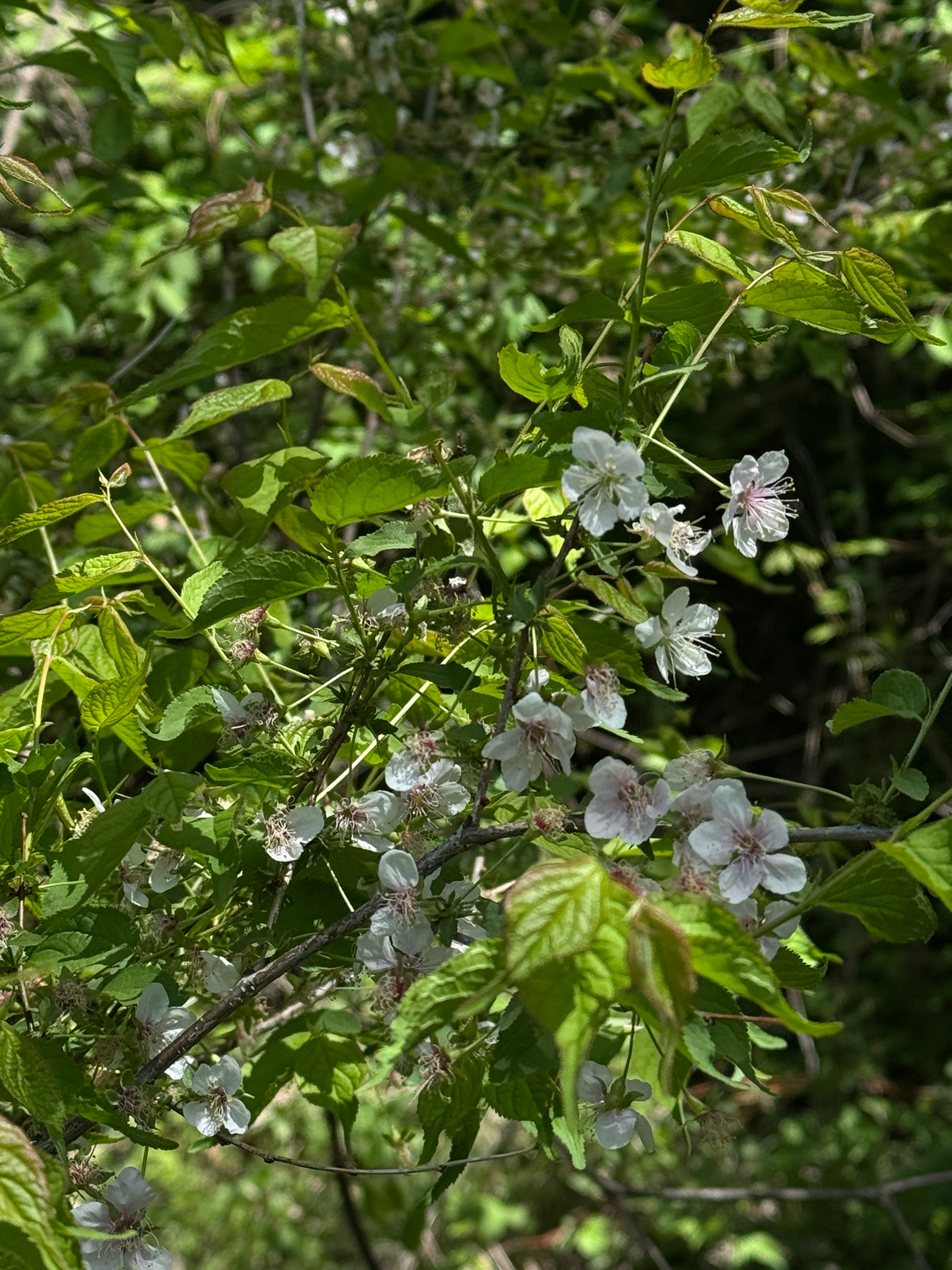 Japanese plum