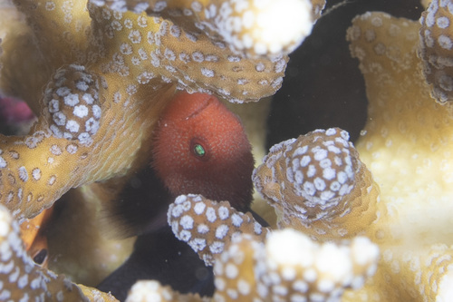 Goby (Paragobiodon echinocephalus) — Gobiidae